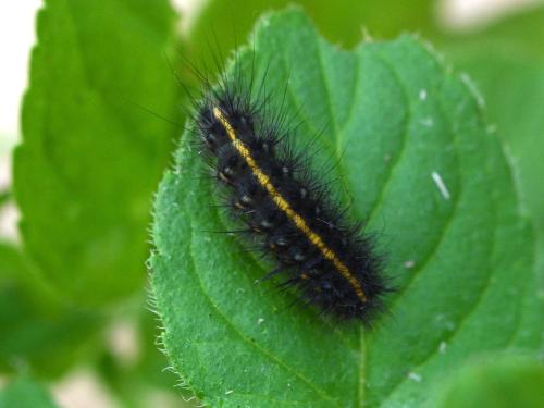 Réf. 350 285 : Phragmatobia fuliginosa